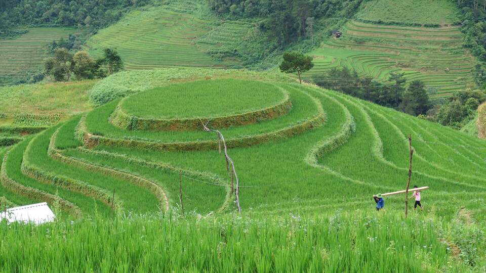 Visit Mu Cang Chai sticky rice plate